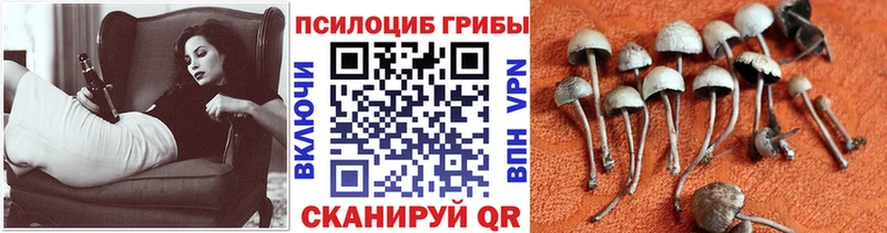 Галлюциногенные грибы Psilocybine cubensis  Купить где  Керчь 